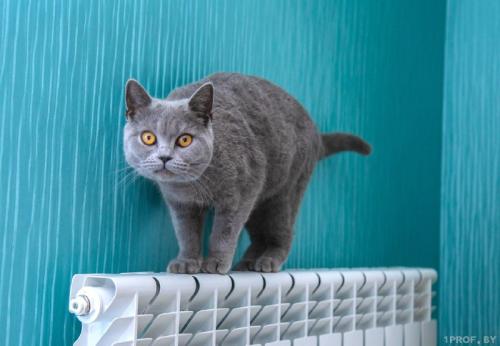 Когда отключат отопление в жилых домах в 2022 году. «Час Земли» 2022: что за акция, какого числа, когда и зачем выключать свет 02